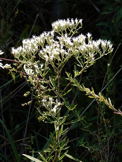 {Eupatorium torreyanum}